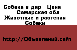 Собака в дар › Цена ­ 10 - Самарская обл. Животные и растения » Собаки   